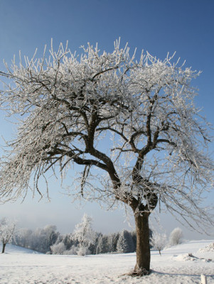 Winterlandschaft-1.jpg