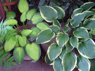 hosta_topf.jpg