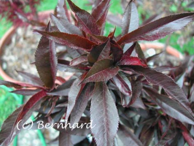 prunus_persica_crimson_bonfire3.jpg