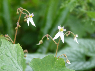 2015-06-23 Saxifraga.jpg