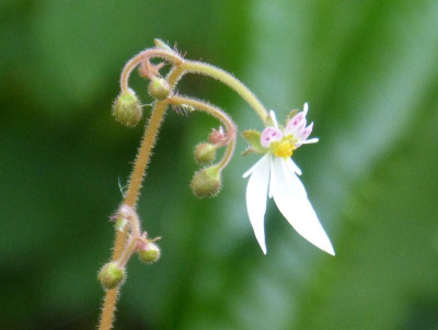 2015-06-23 Saxifraga 2.jpg