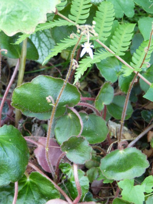 2015-06-15 Saxifraga.jpg
