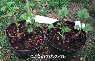 ribes_steckholz_topf.jpg