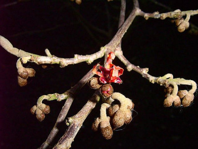 hamamelis06.jpg