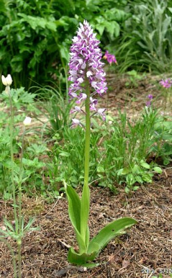 05100026_eOrchis_militaris.JPG