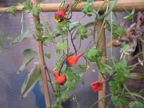 Tropaeolum_triclolr_1.jpg