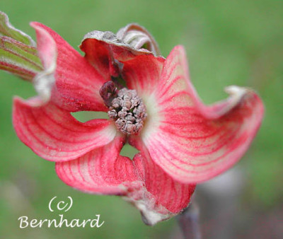 cornus_florida_cherokee_chief.jpg