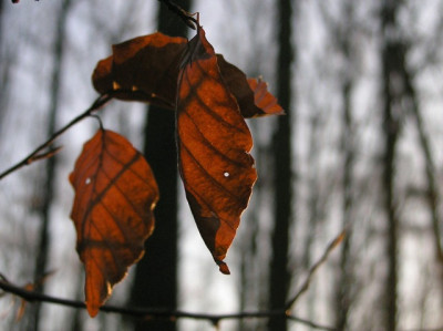 duerres_Buchenlaub-2.jpg