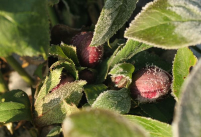helleborus_orientalis_2644.jpg