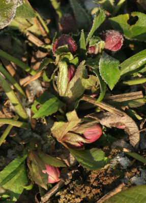 helleborus_orientalis_2653.jpg