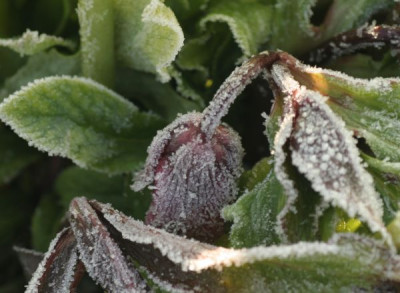helleborus_orientalis_2642.jpg