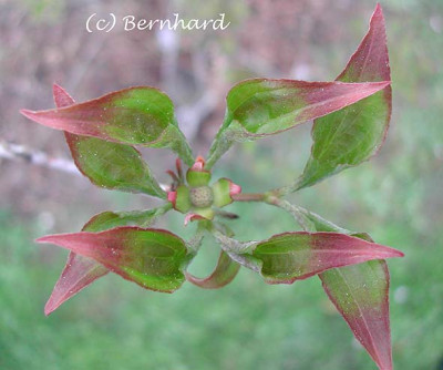 cornus_kousa_satomii_austrieb.jpg