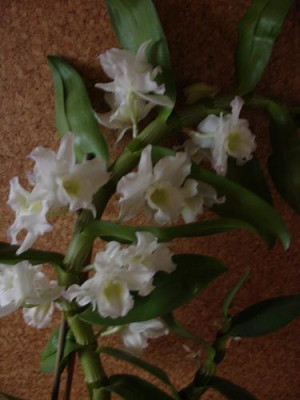 dendrobiumnobilis.JPG