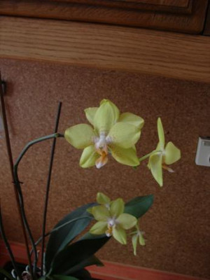 phalaenopsis.JPG