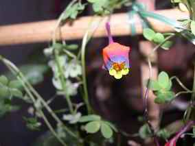 Tropaeolum_tricolor.jpg