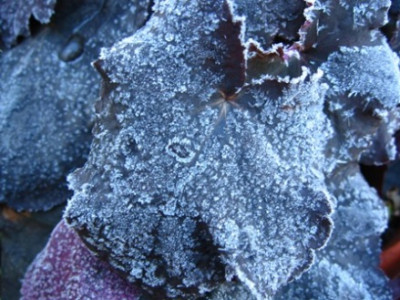 Frost1.jpg
