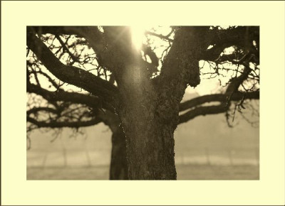 Baumansichten_Sonne_1_14-01-06.jpg