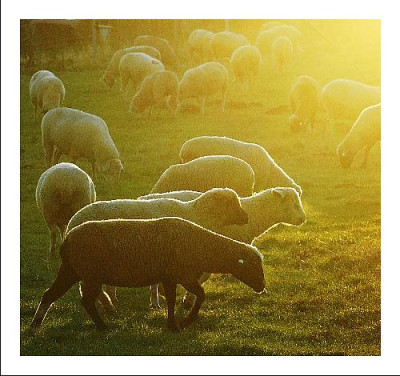 Tiere_Schafe_Sonne_2_14-01-06.jpg