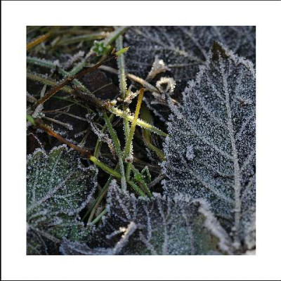 Frost_Sonne_1_14-01-06.jpg