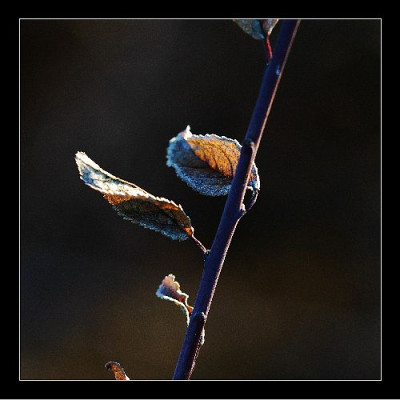 Sonne_Blatt_1_14-01-06.jpg