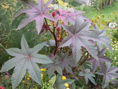 Rizinus_S1_6485__83.jpg
