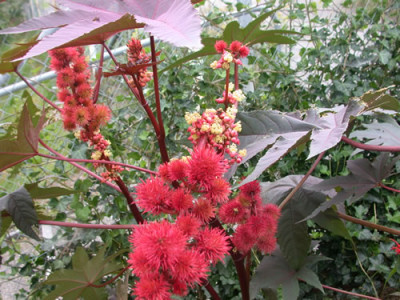 Rizinus_S1_8483_81.jpg