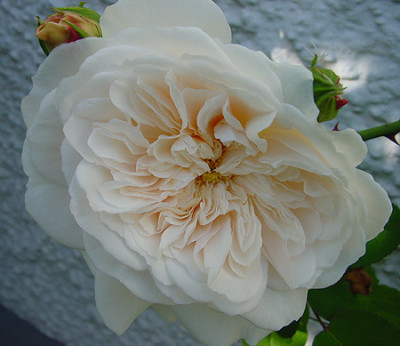 rosa_sombreuil_geoeffnet2.jpg