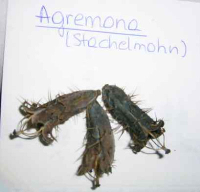 Agremona_Samenkapseln.jpg