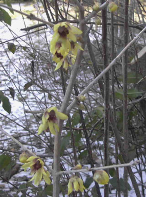 Chimonanthus_praecoxRimg0360.JPG