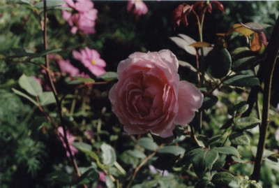 Brother_Cadfael.jpg