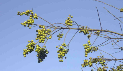 LigusterRimg0368.JPG