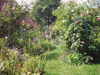 Bogen_C_variegata_Kopie_2.jpg