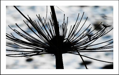 Verbluhtes_1_15-01-06.jpg
