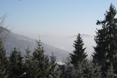 Waldspaziergang-1.jpg