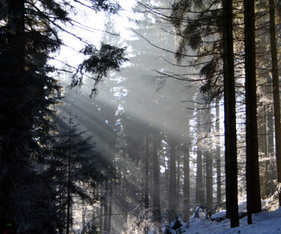 Waldspaziergang-2.jpg
