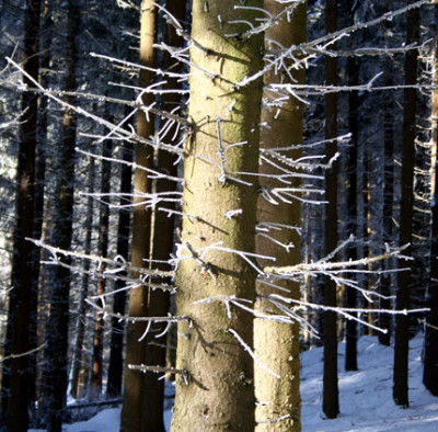 Waldspaziergang-4.jpg