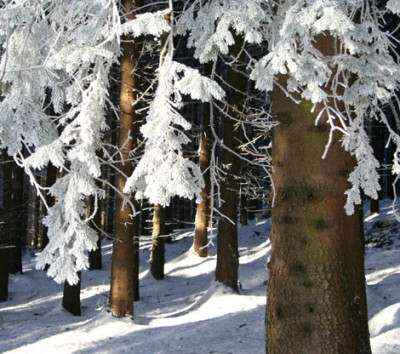 Waldspaziergang-5.jpg