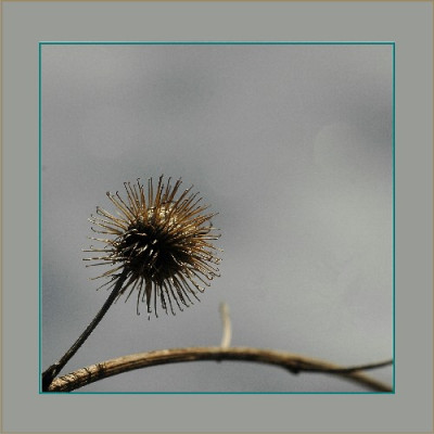 Verbluhtes_2_15-01-06.jpg