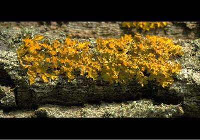 Farbe_Flechten_1_15-01-06.jpg