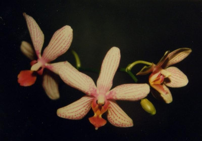 Phalaenopsis_2.jpg