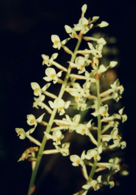 Ludisia_discolor_1.jpg