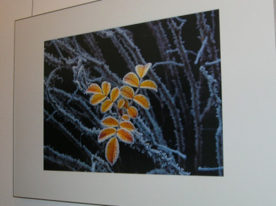 Frostbild_von_Becker.jpg