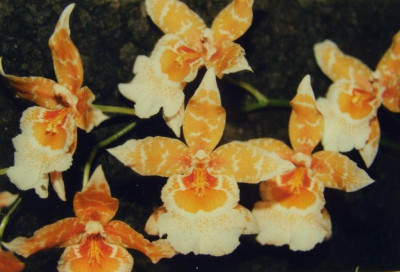Vuylstekeara_Cambria_Orange.jpg
