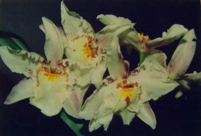 Odontonia.jpg
