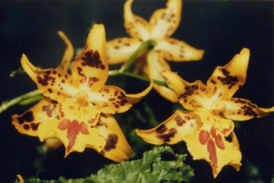 Odontocidium_Tiger_Hambuhren.jpg