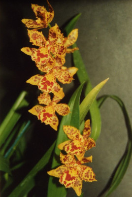 Odontocidium_Arther_Elle.jpg