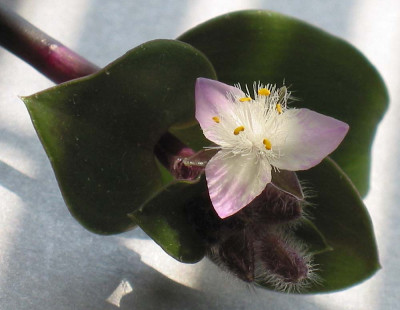Tradescantia_crassifolia_2F.jpg
