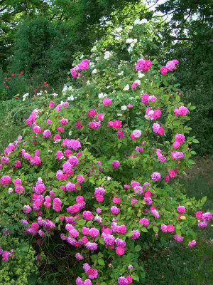 Unbek._Bourbonrose_-Alba_semiplena2b.JPG