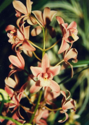 Cymbidium_Mini-Hybride.jpg