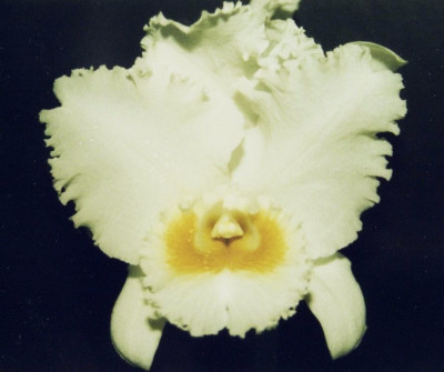 Cattleya_Bob_Betts.jpg
